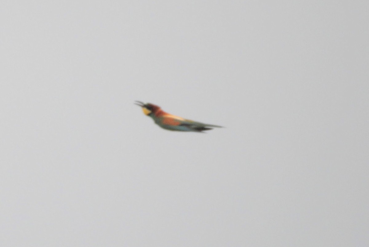 European Bee-eater - ML620882450