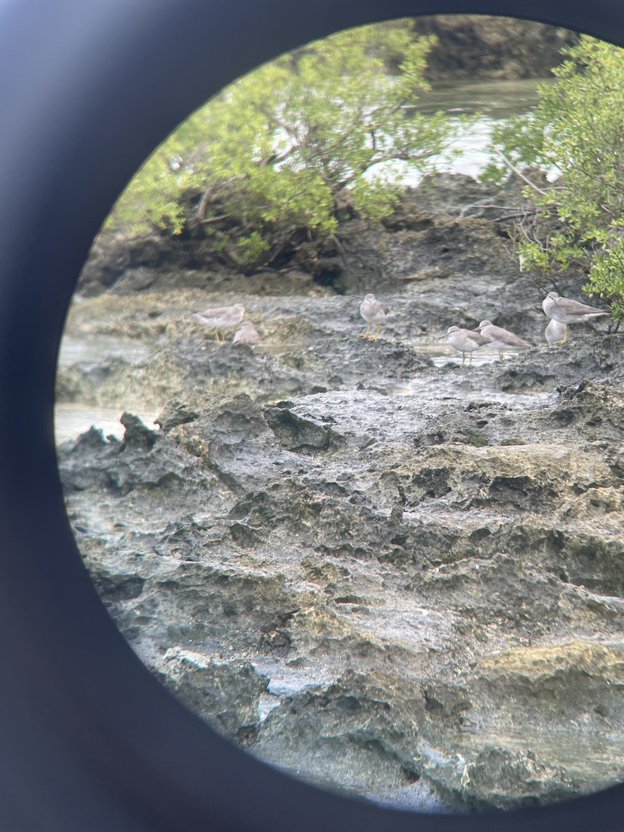 Gray-tailed Tattler - ML620882453