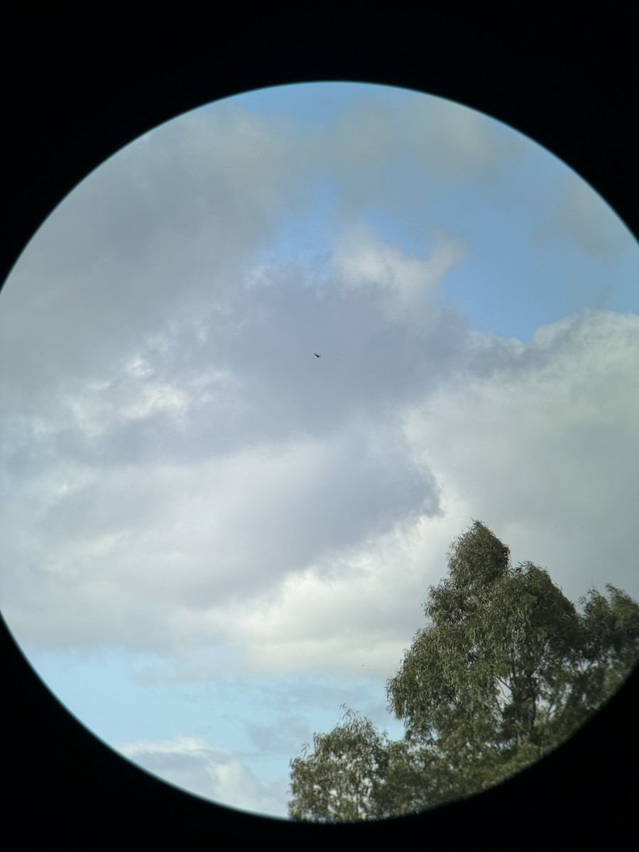 Nankeen Kestrel - Anonymous