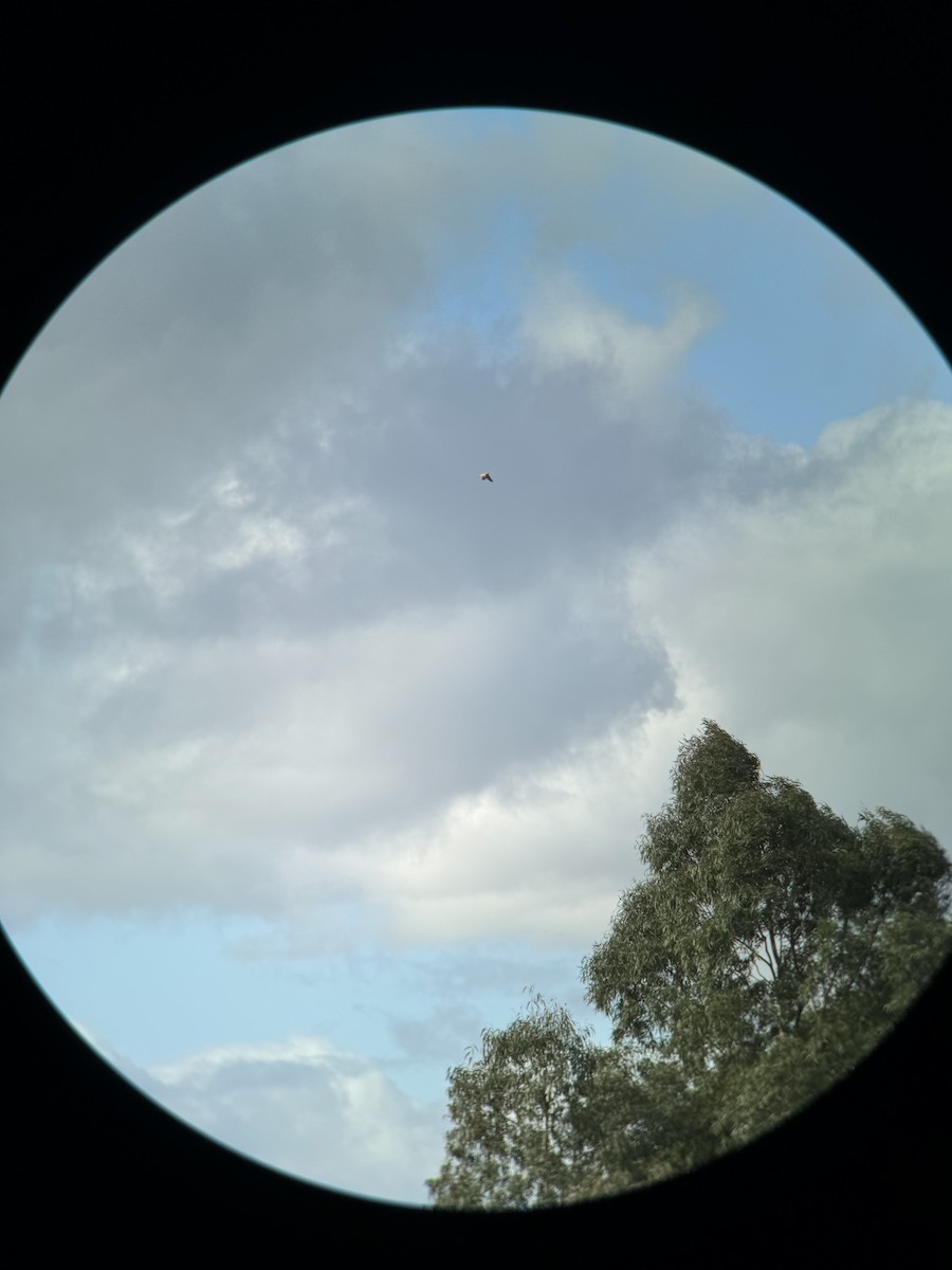 Nankeen Kestrel - ML620882466