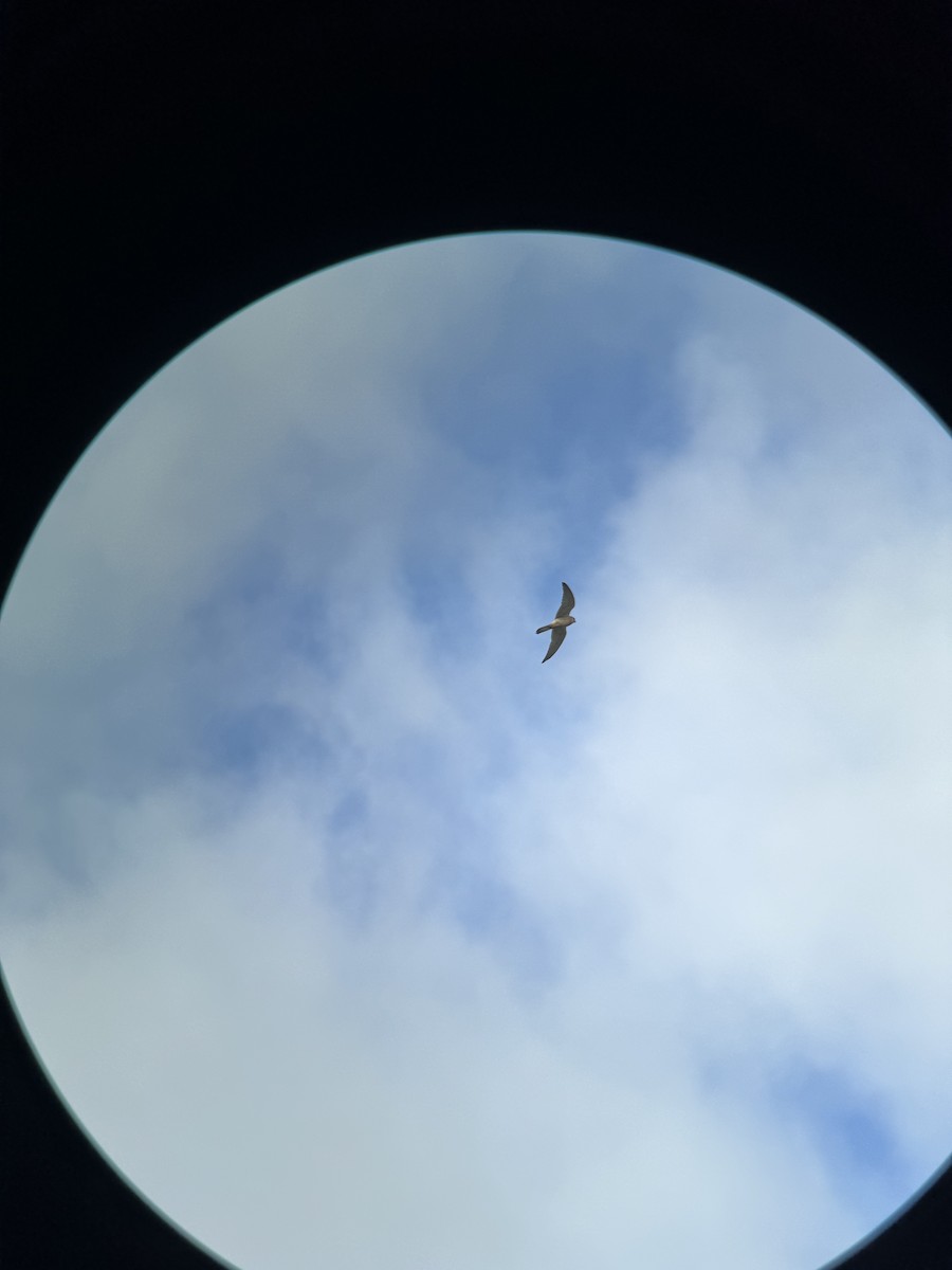 Nankeen Kestrel - ML620882469