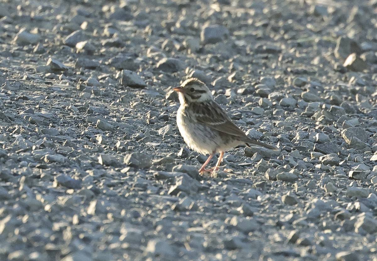 new world sparrow sp. - ML620882479