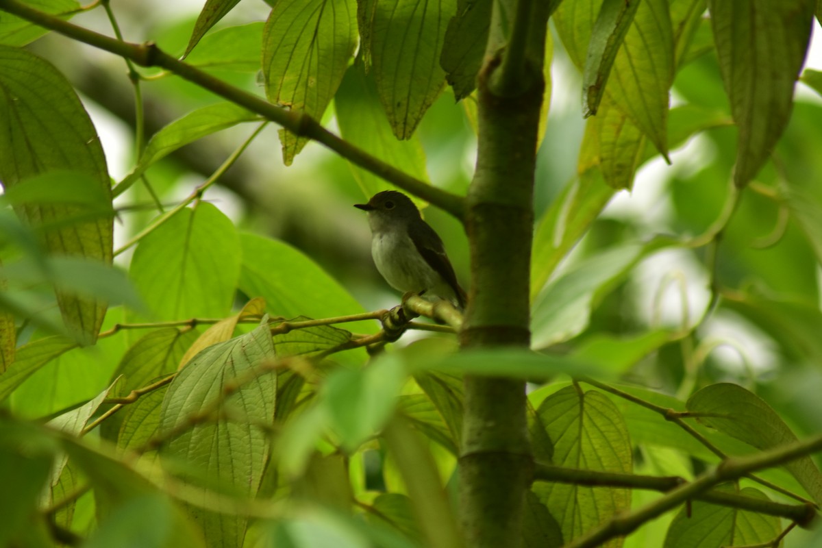 Little Pied Flycatcher - ML620882489