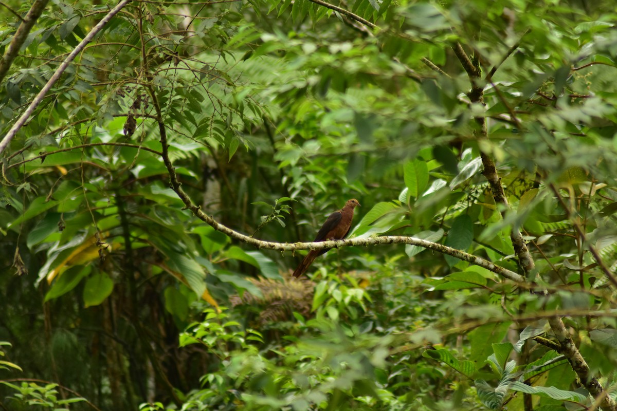 Philippine Cuckoo-Dove - ML620882496