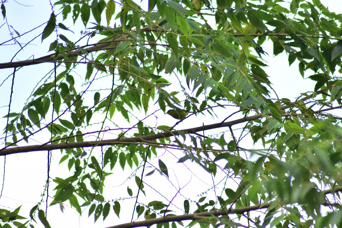 Negros Leaf Warbler - ML620882497