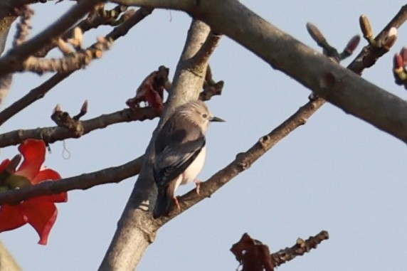 Chestnut-tailed Starling - ML620882500