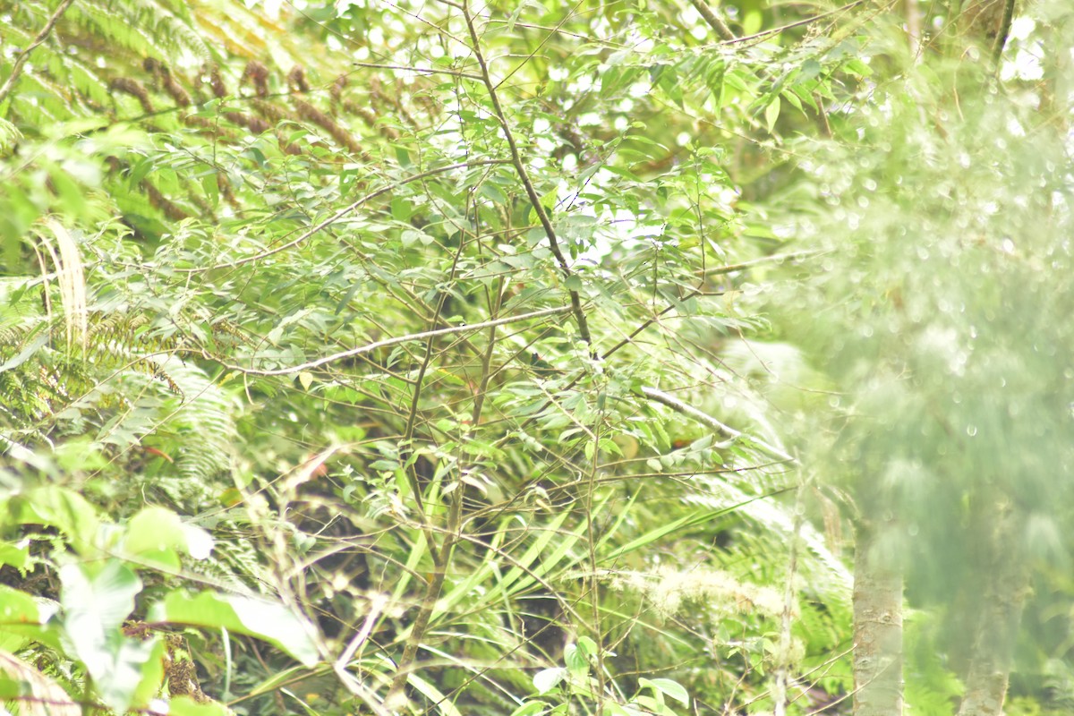 Red-eared Parrotfinch - ML620882519