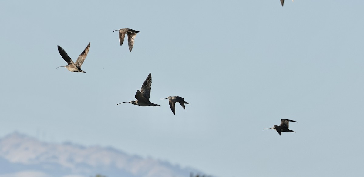 Long-billed Curlew - Albert Linkowski