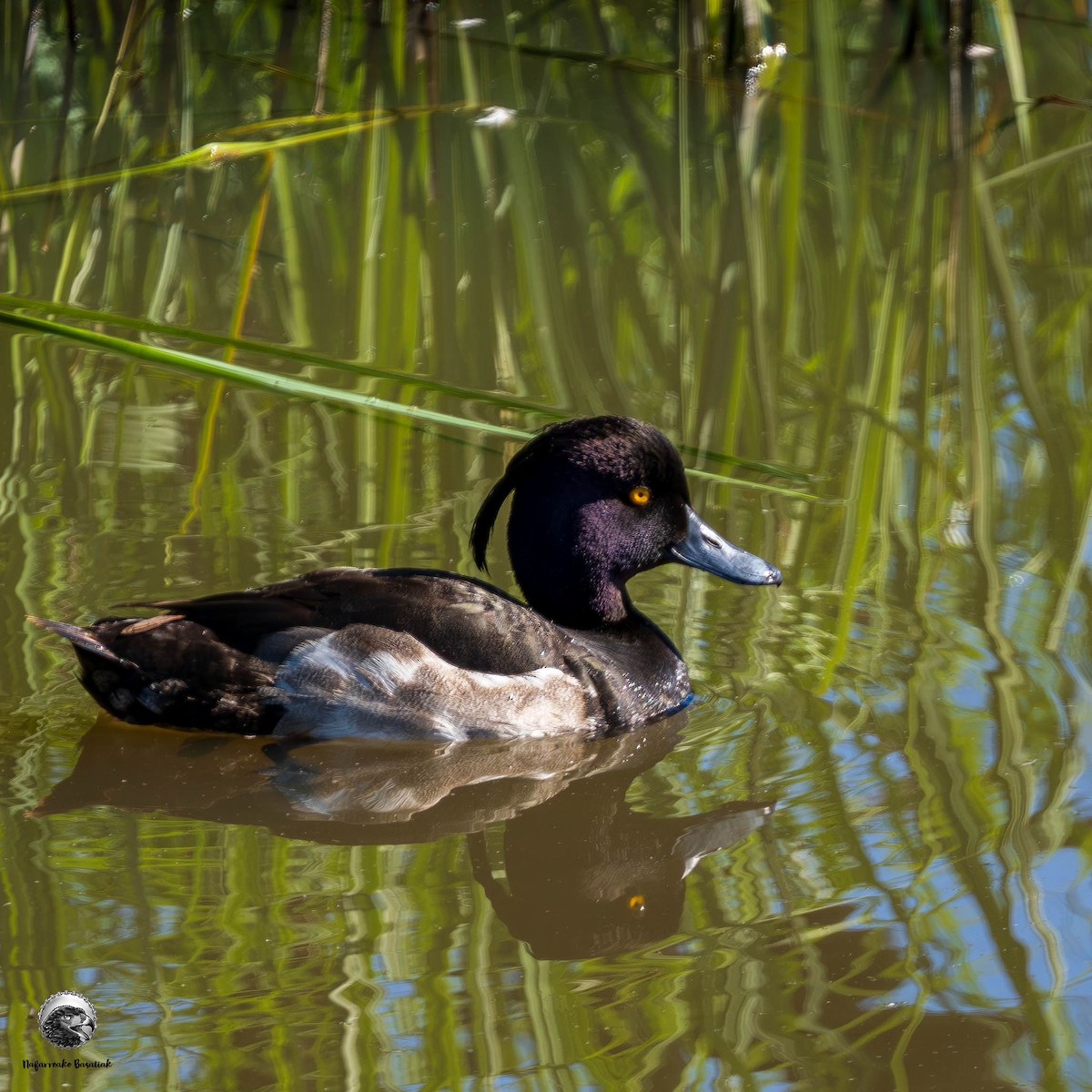 Tufted Duck - ML620882539