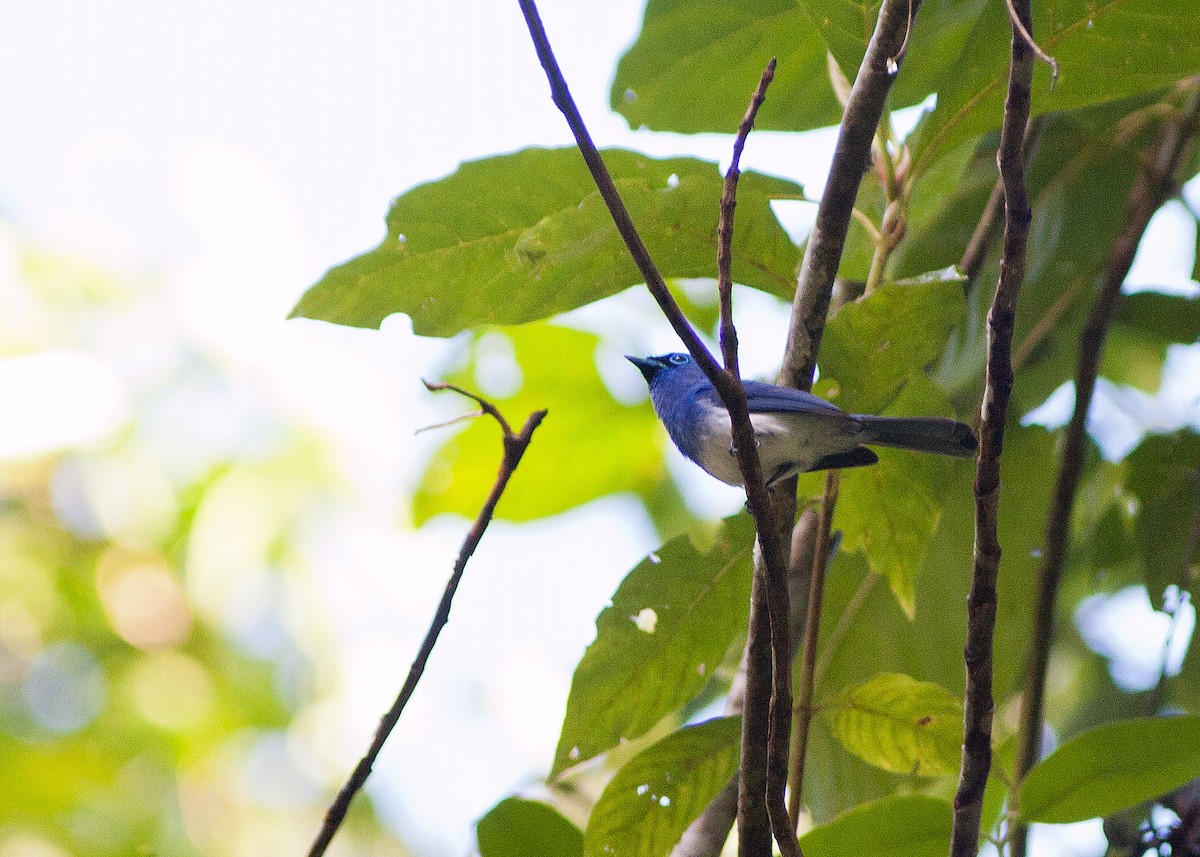 Short-crested Monarch - ML620882549