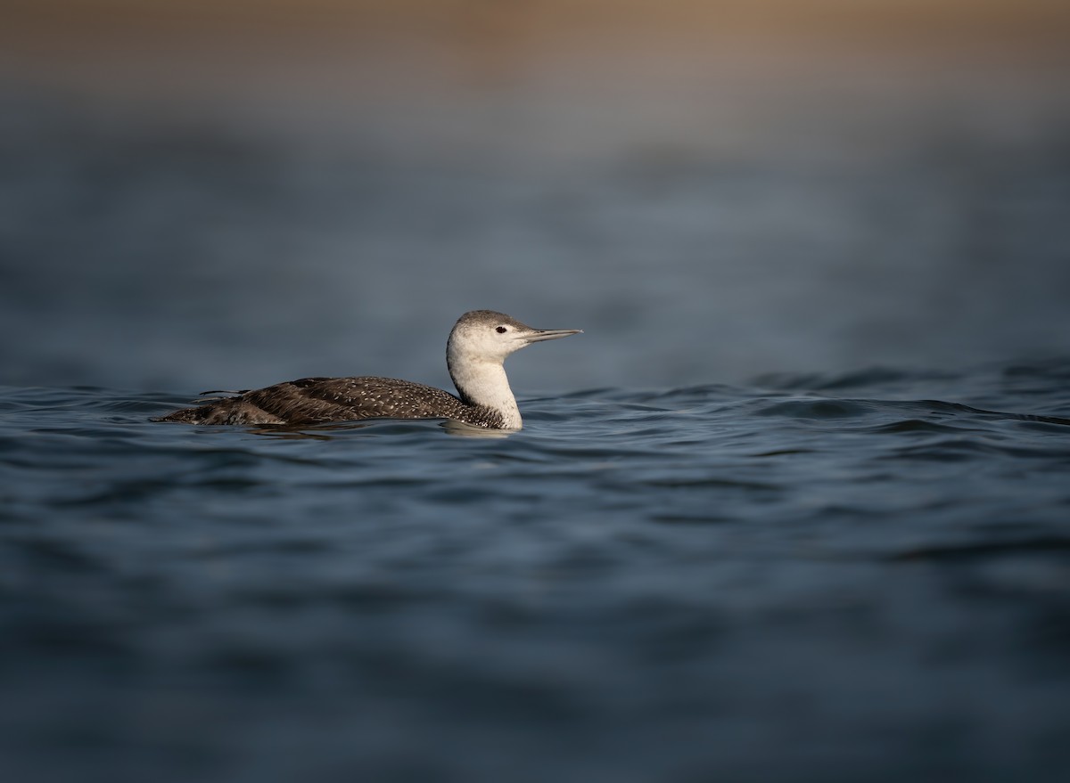 Red-throated Loon - Erica Heusser
