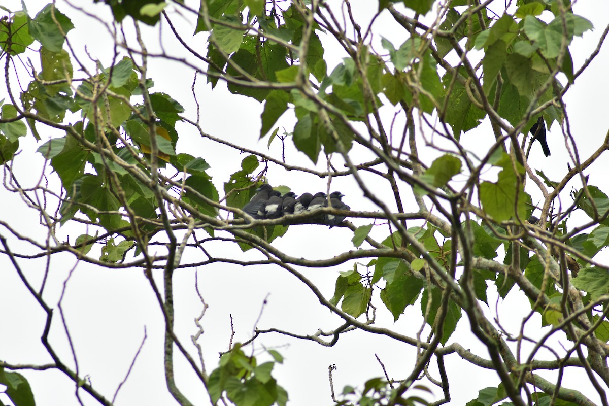 White-breasted Woodswallow - ML620882576