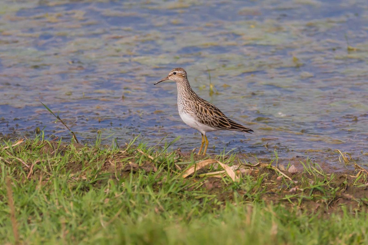 Graubrust-Strandläufer - ML620882585