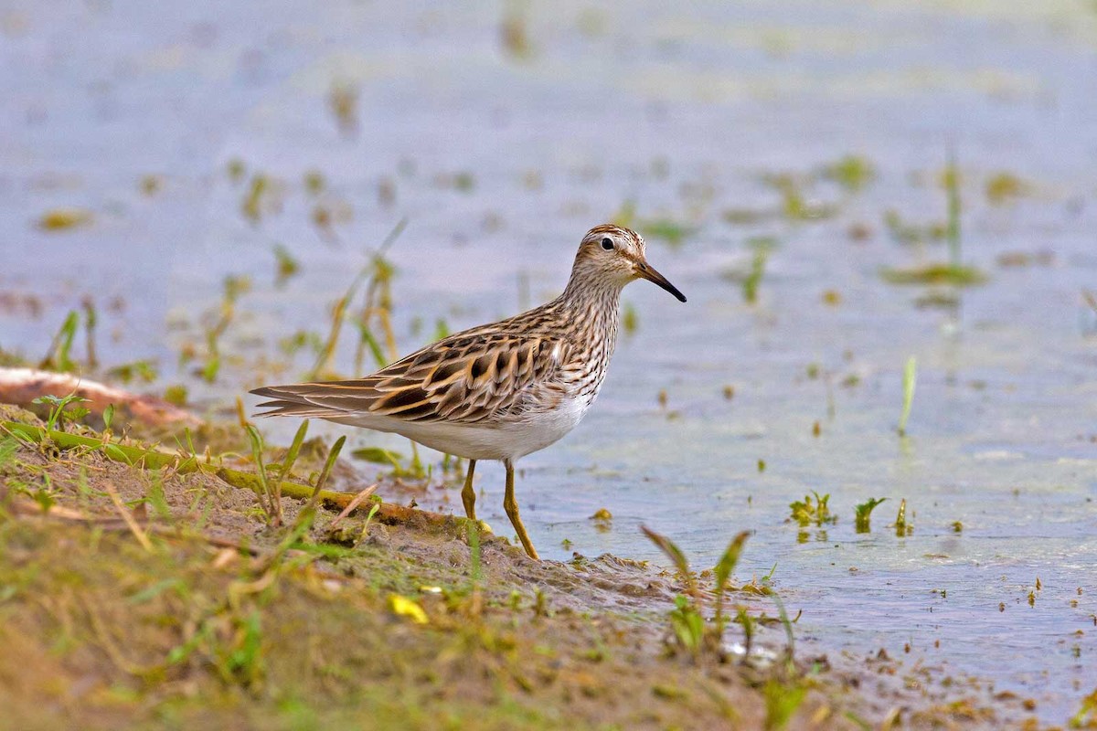 Graubrust-Strandläufer - ML620882586