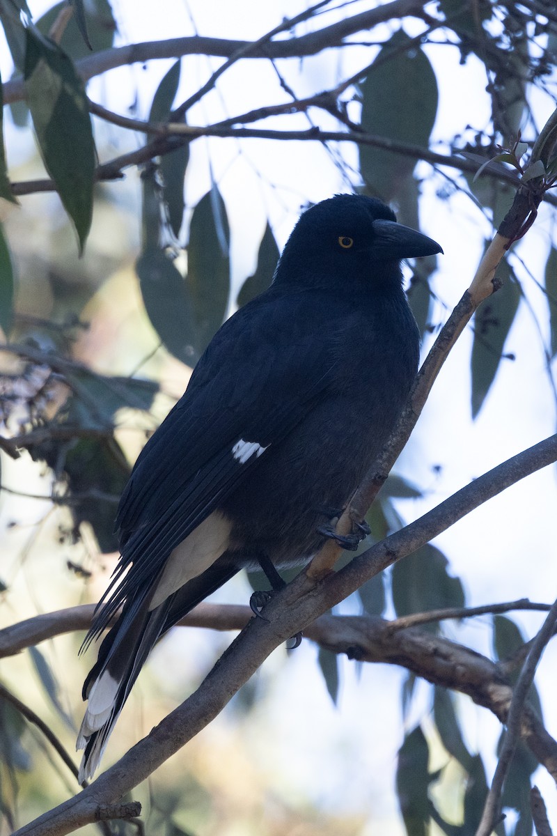 Pied Currawong - ML620882587