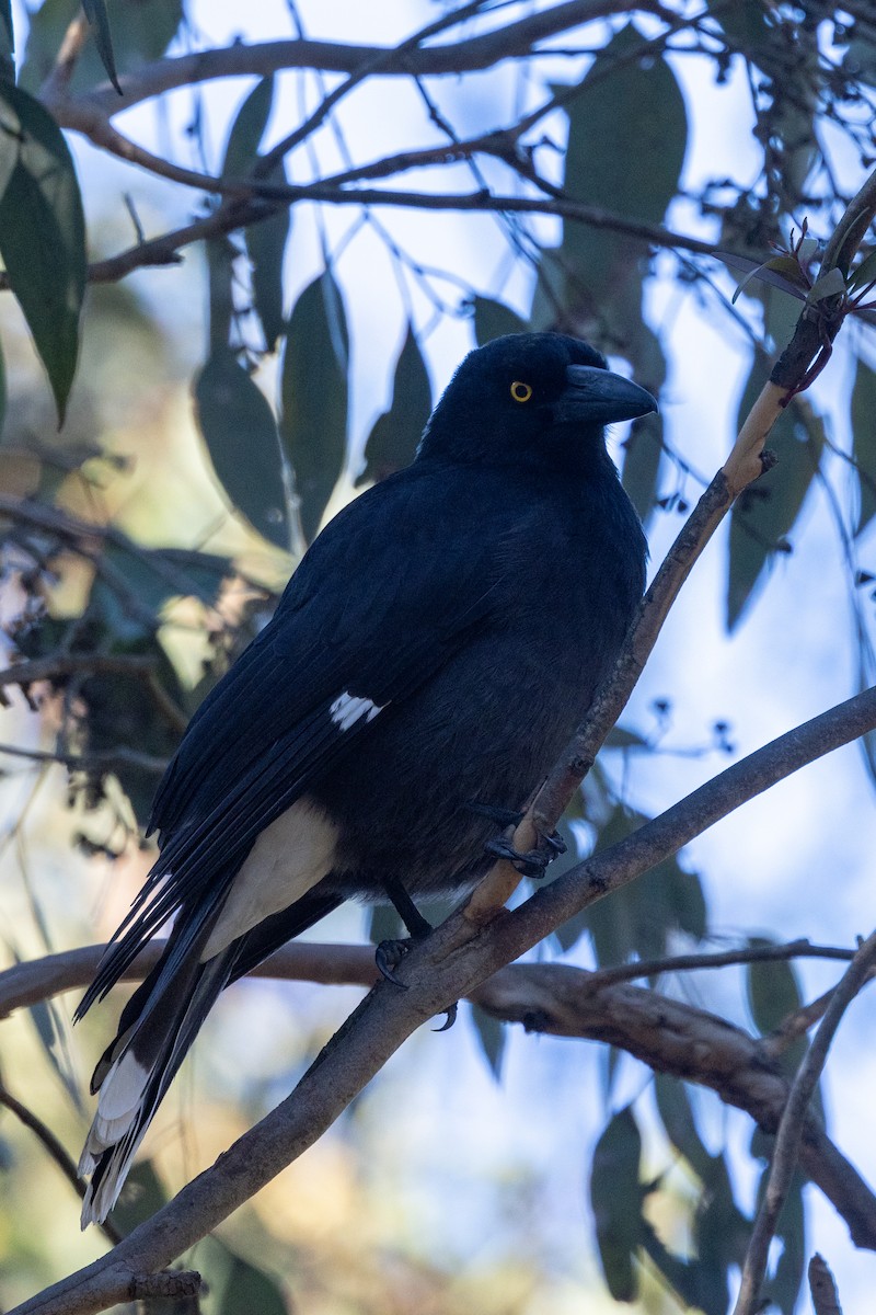 Pied Currawong - ML620882588