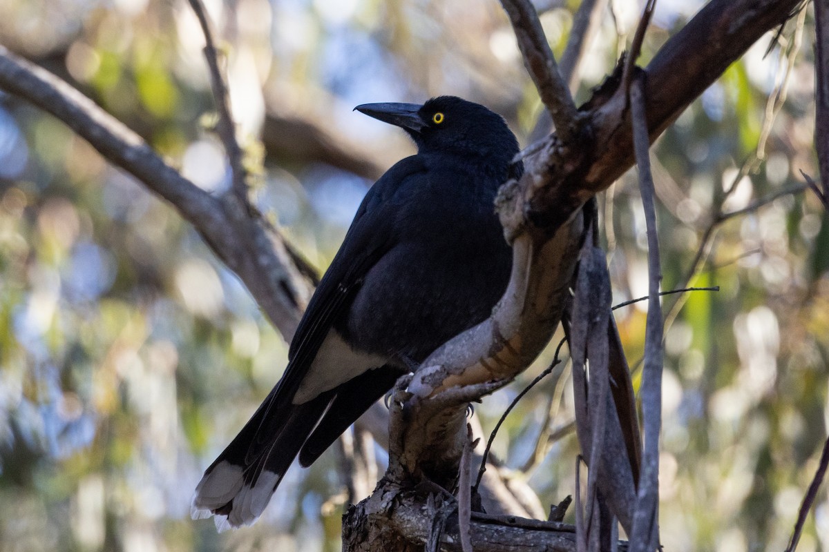 Pied Currawong - Richard and Margaret Alcorn