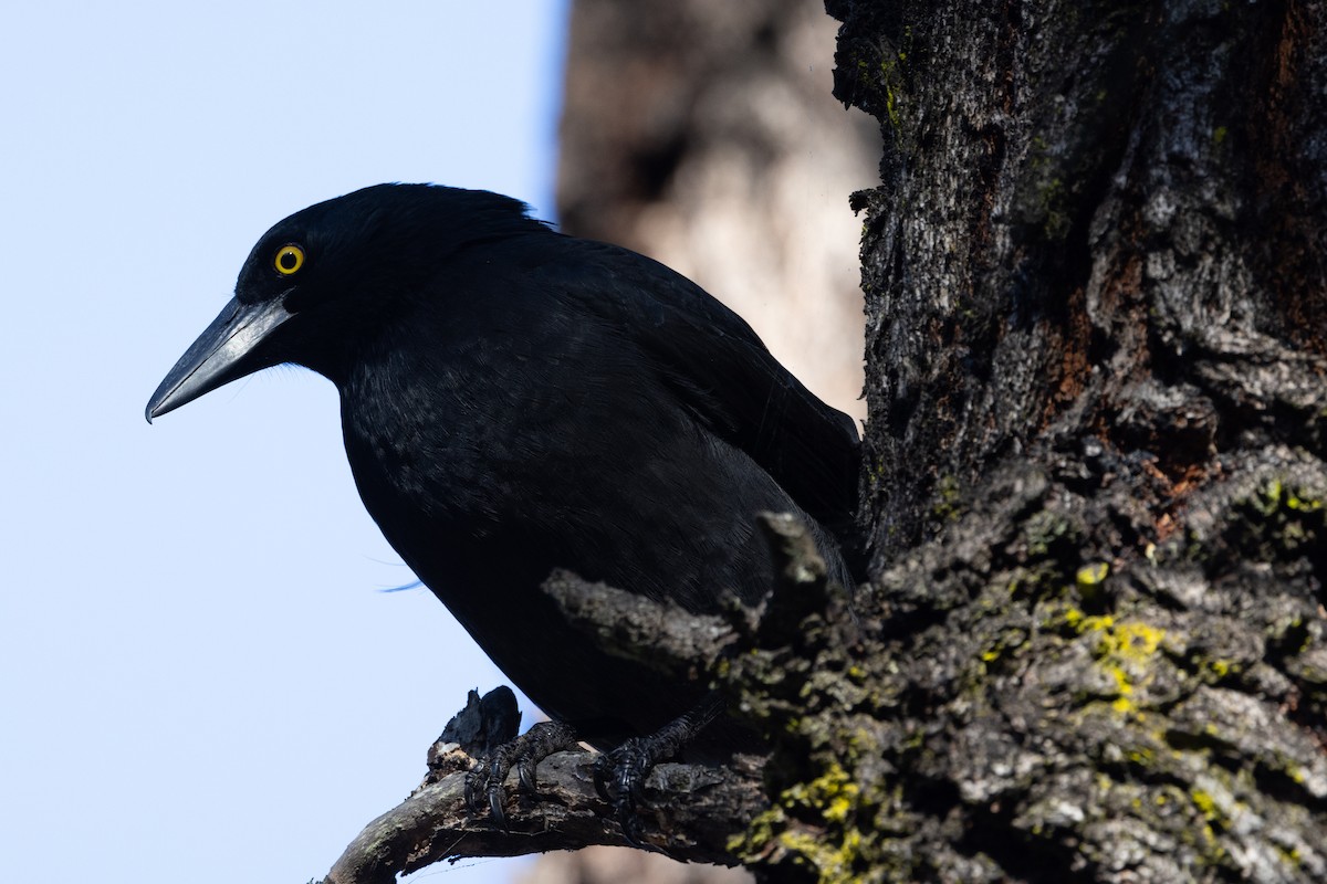 Pied Currawong - ML620882590