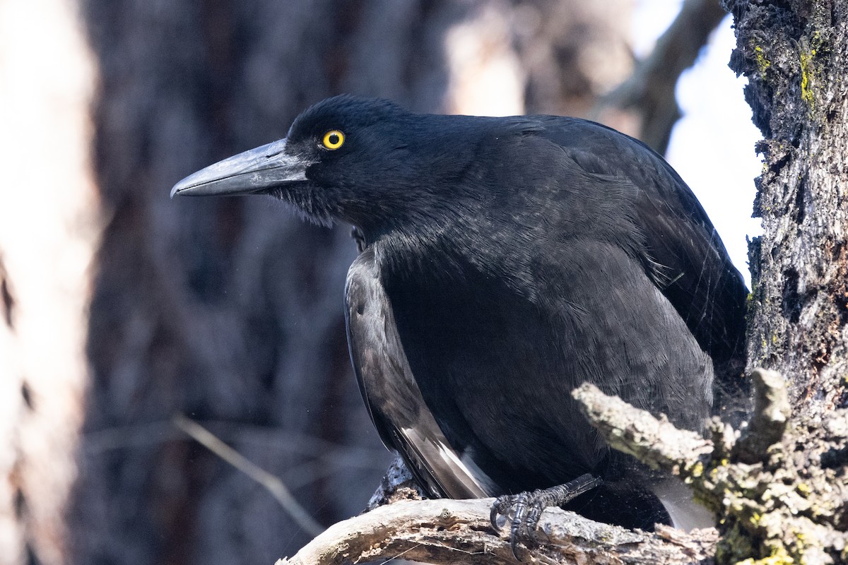 Pied Currawong - ML620882592