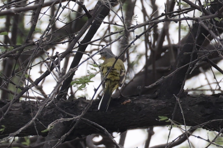 Western Yellow Wagtail - ML620882597