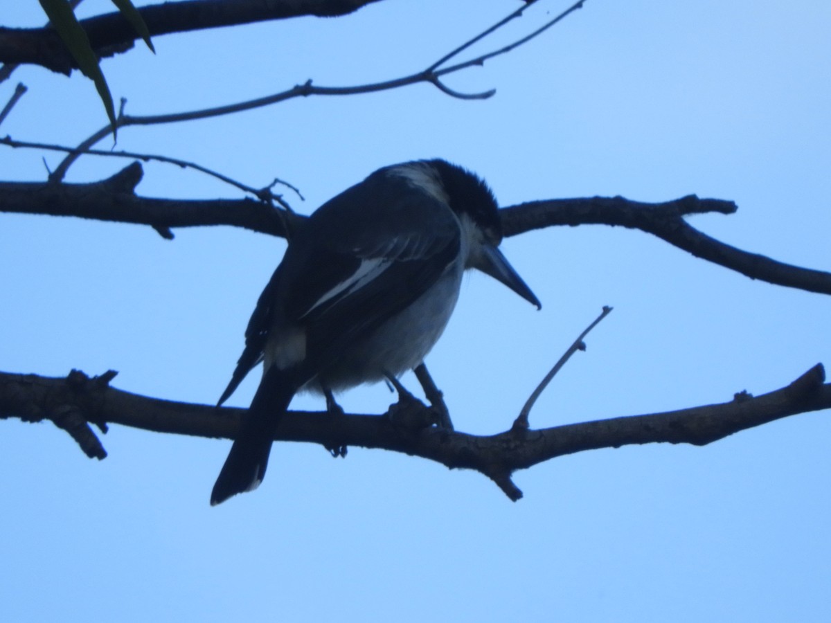 Gray Butcherbird - ML620882599