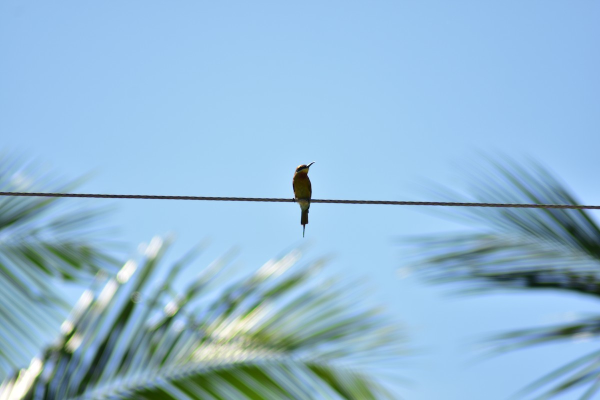 Rufous-crowned Bee-eater - ML620882604