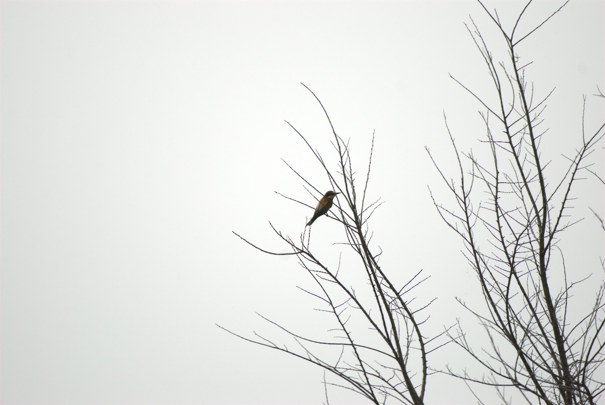 European Bee-eater - ML620882605