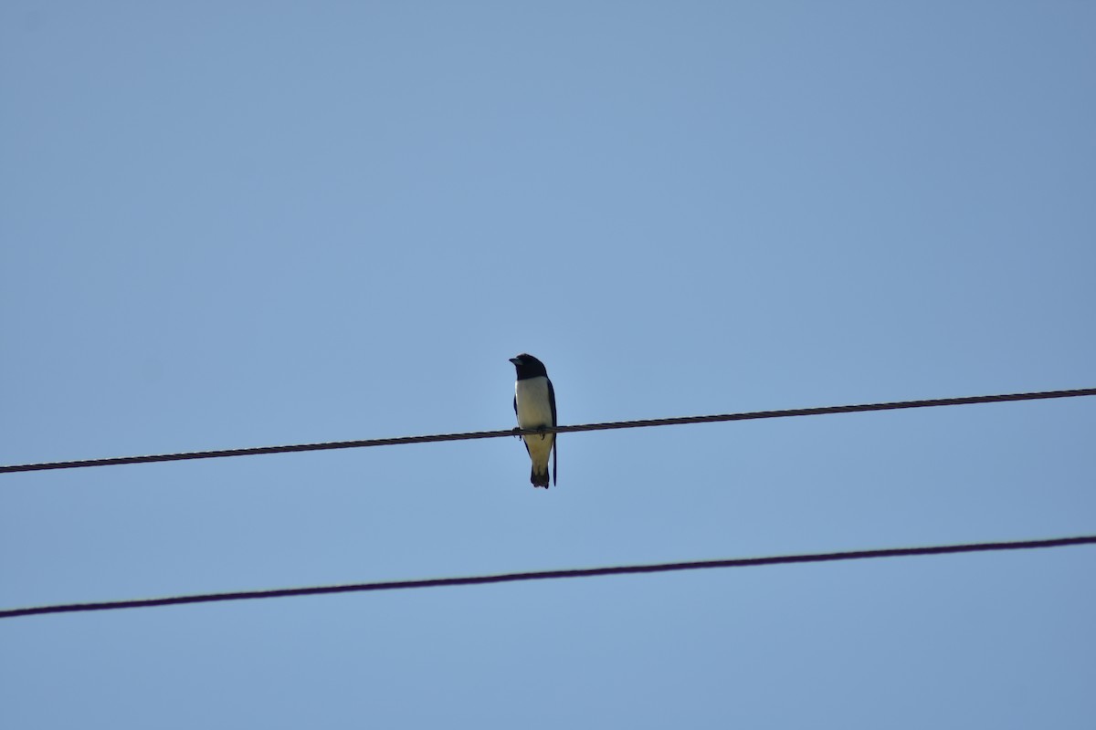 White-breasted Woodswallow - ML620882606