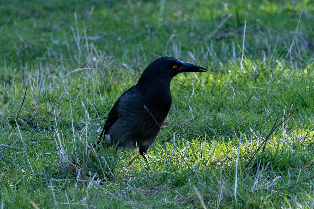 Pied Currawong - ML620882610