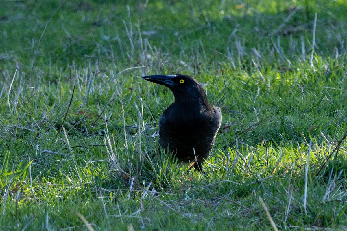 Pied Currawong - ML620882611