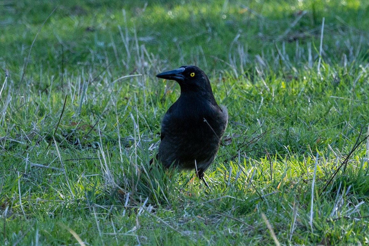 Pied Currawong - ML620882612