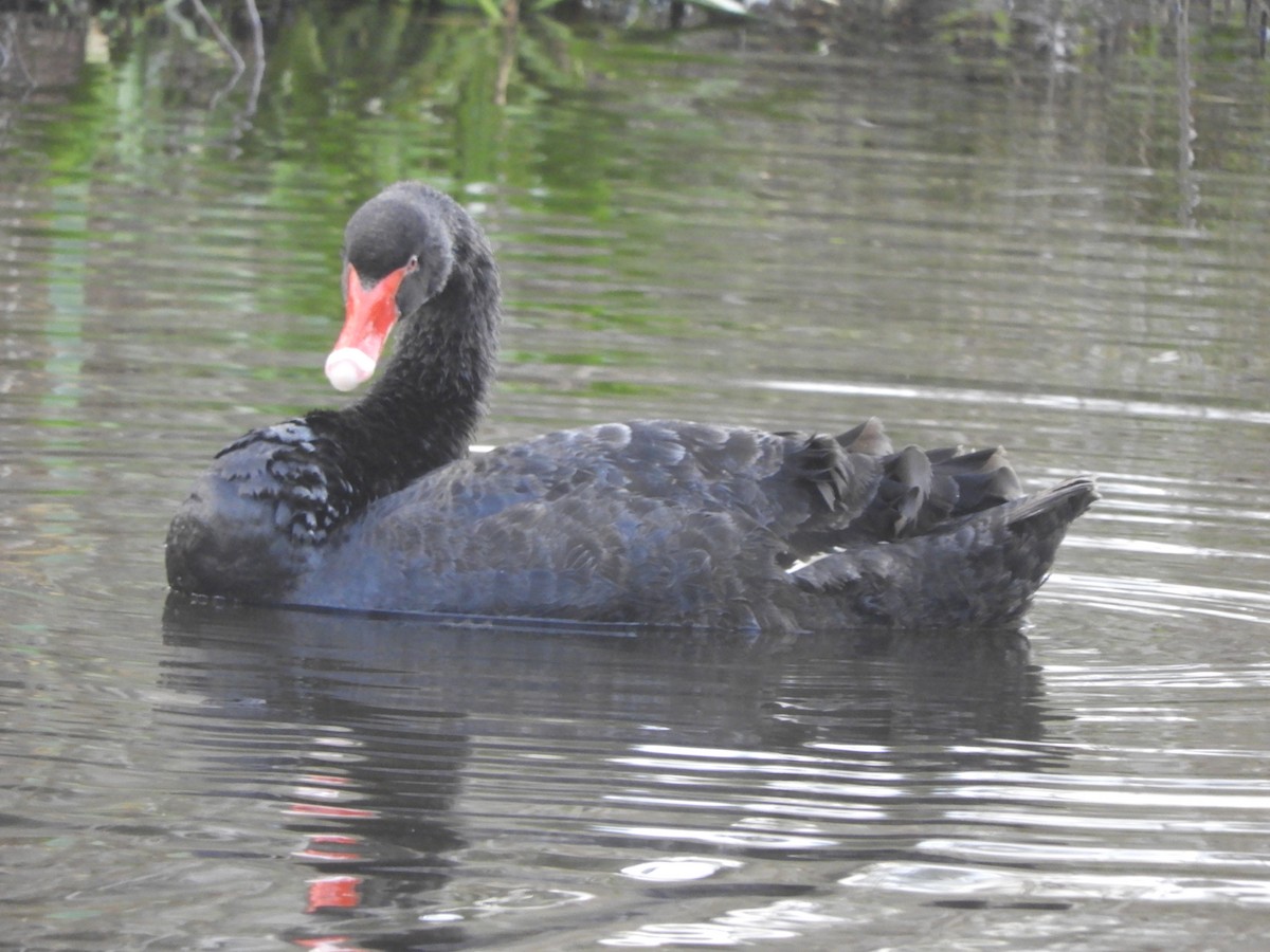 Black Swan - ML620882620