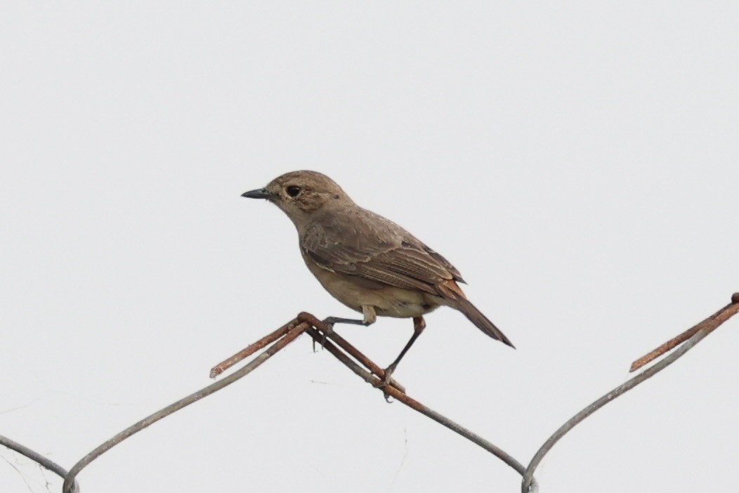 Pied Bushchat - ML620882621