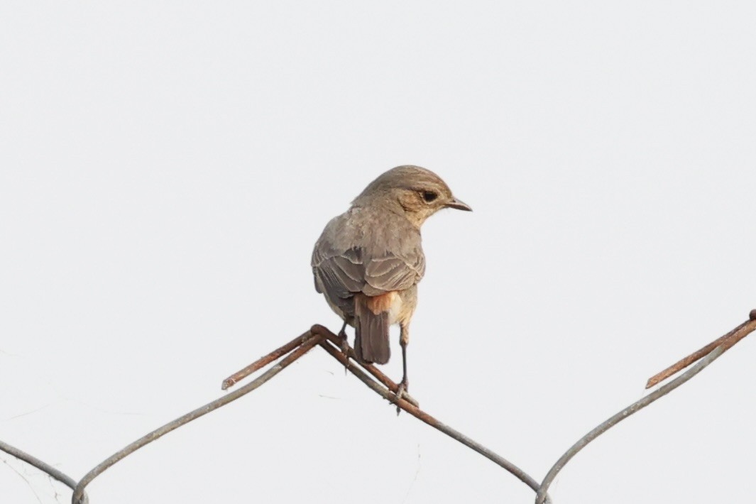 Pied Bushchat - ML620882624