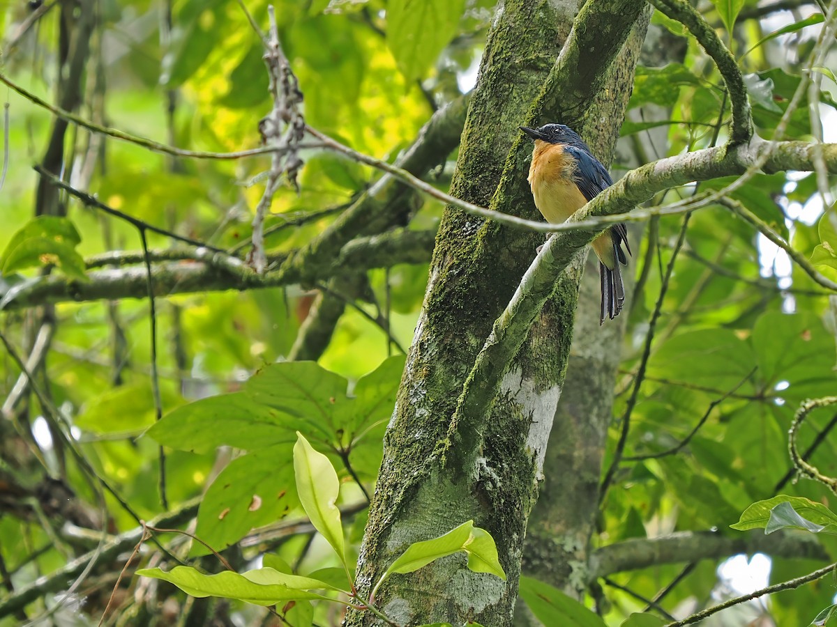 Javan Blue Flycatcher - ML620882635