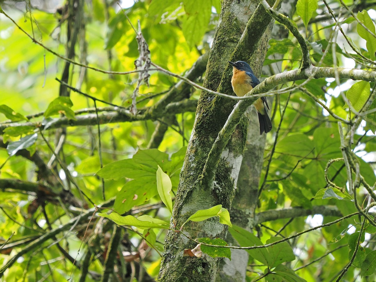 Javan Blue Flycatcher - ML620882636