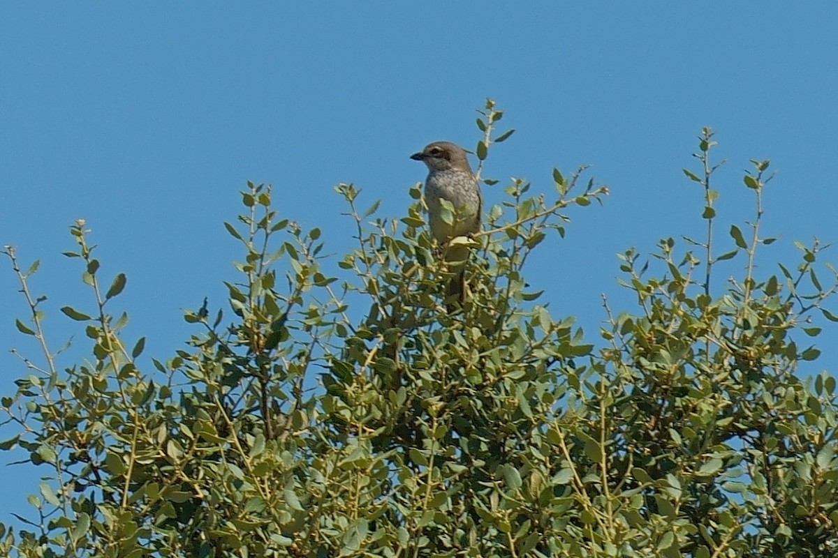 Red-backed Shrike - ML620882641