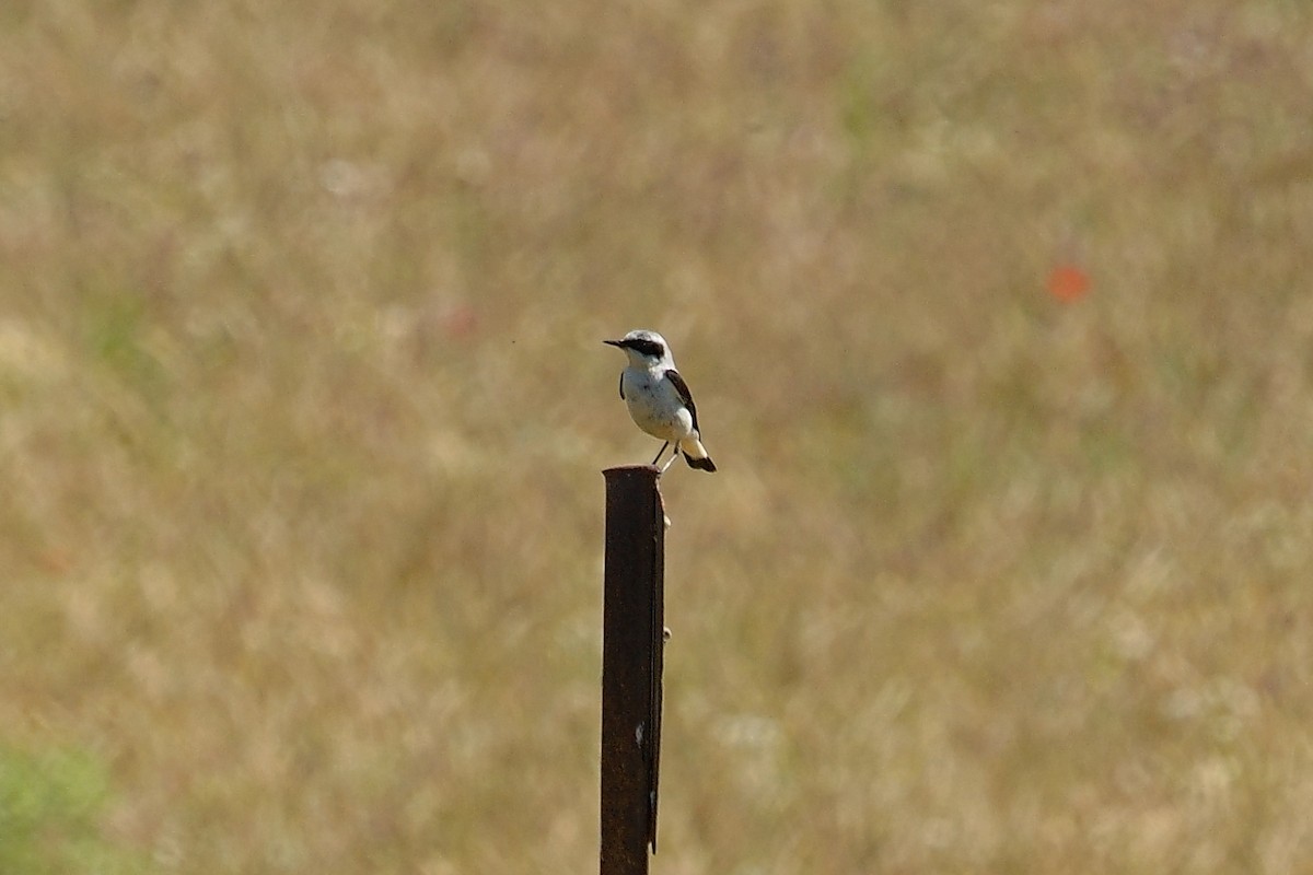 Northern Wheatear - Javier Martinez