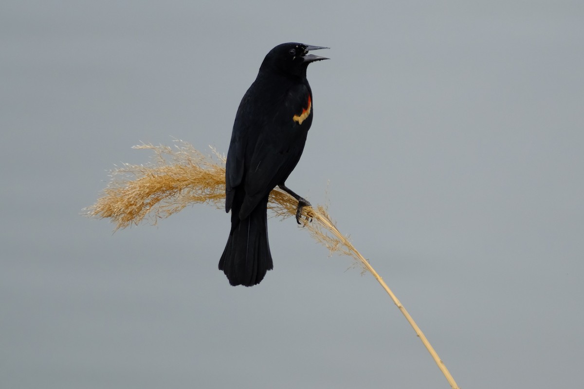 Red-winged Blackbird - ML620882654