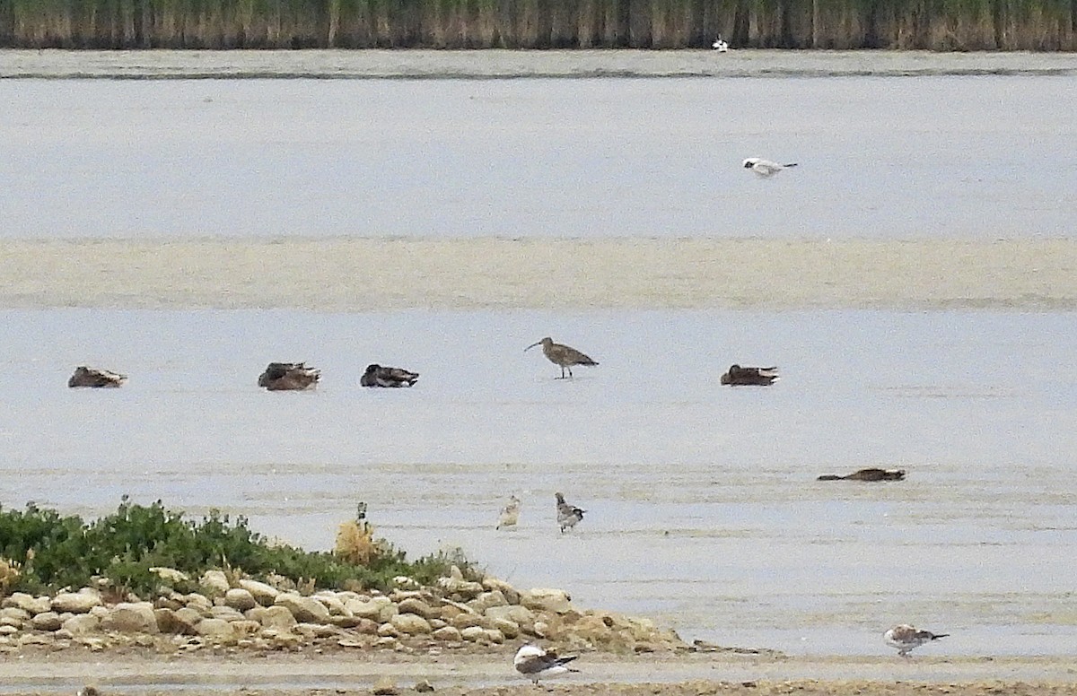 Eurasian Curlew - Alfonso Rodrigo