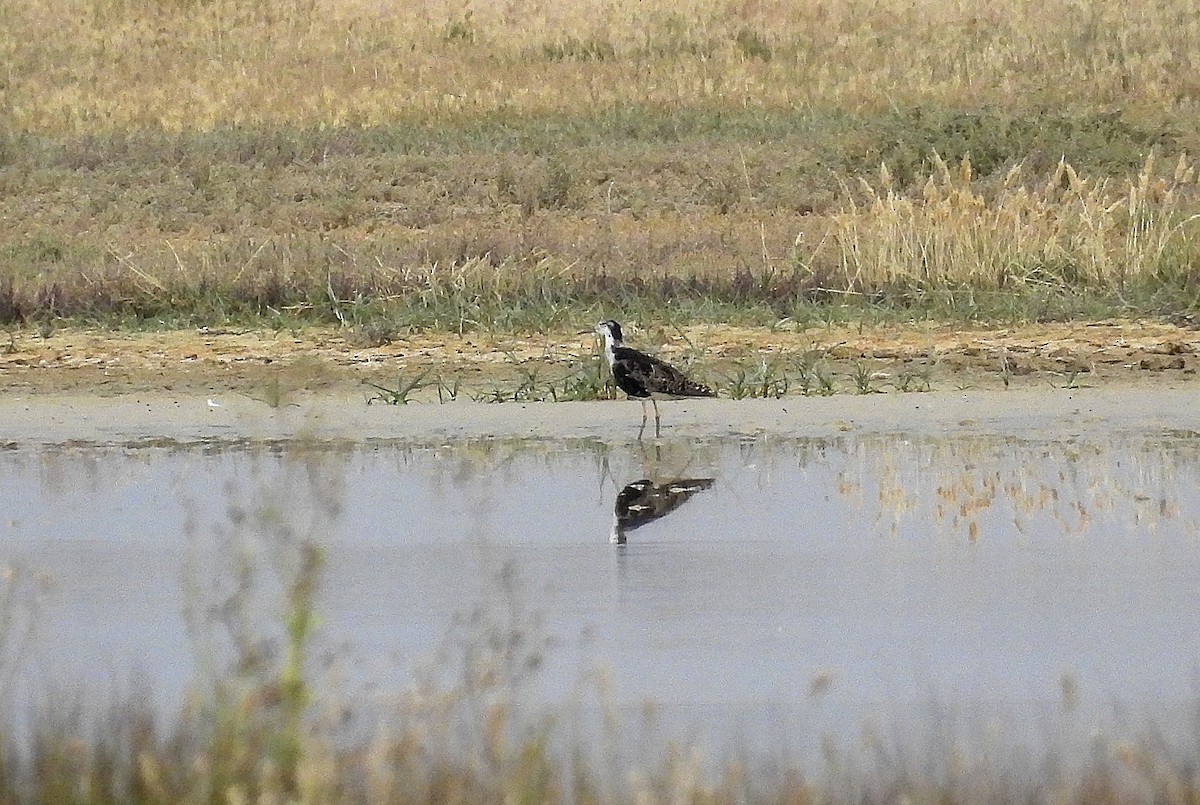 Ruff - Alfonso Rodrigo