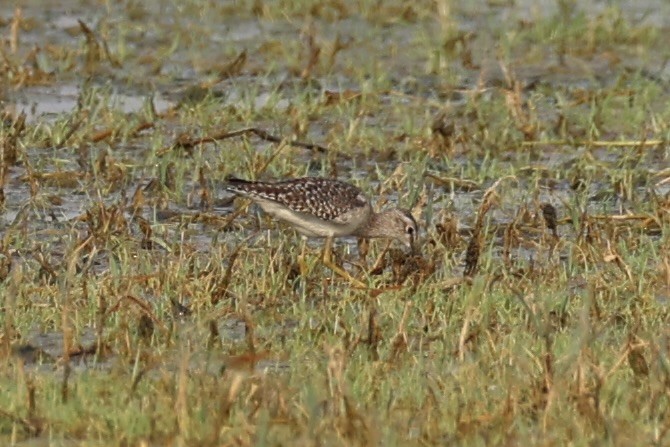 Wood Sandpiper - ML620882683