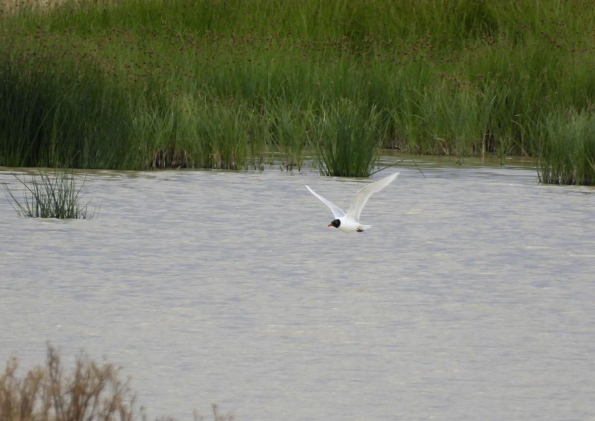 Mediterranean Gull - ML620882691