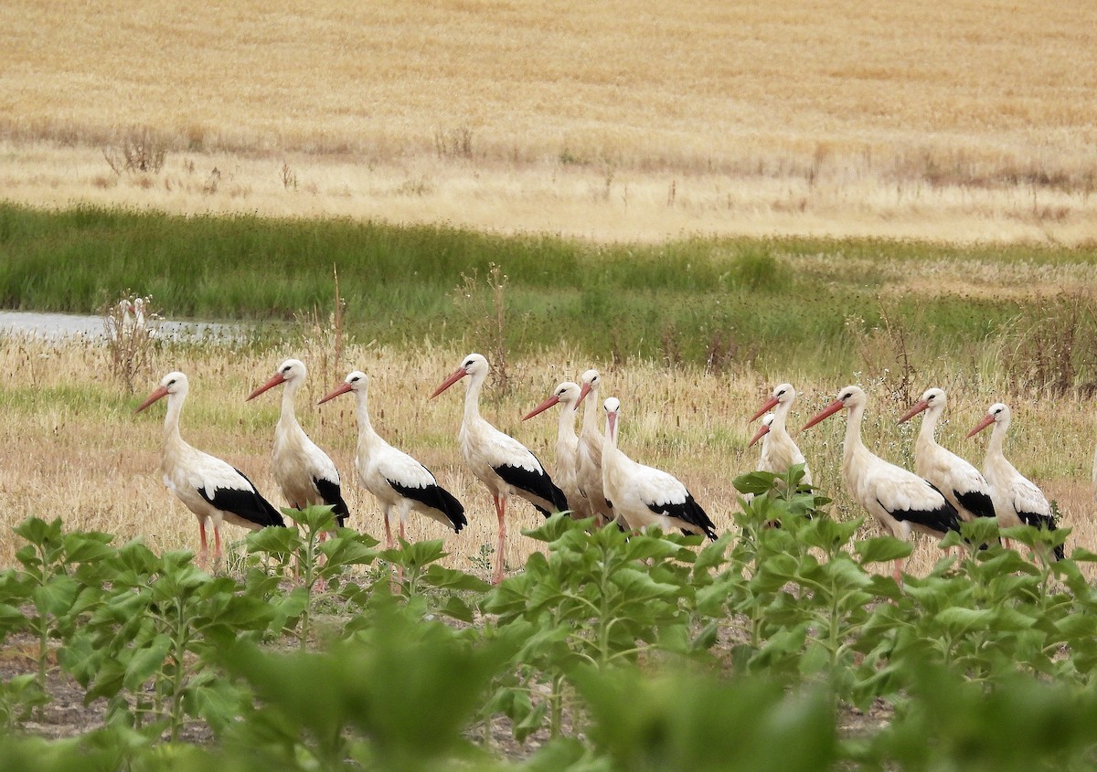 White Stork - ML620882698