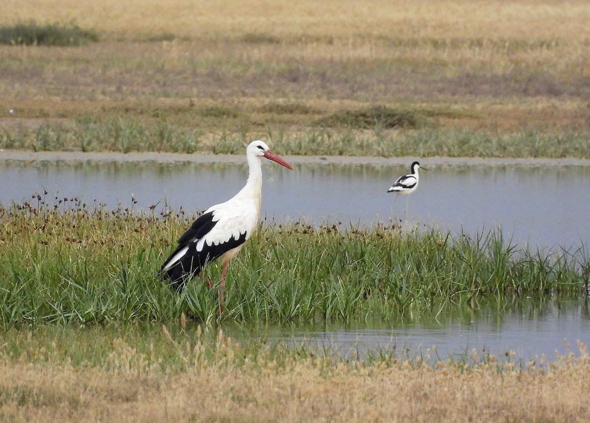 White Stork - ML620882702