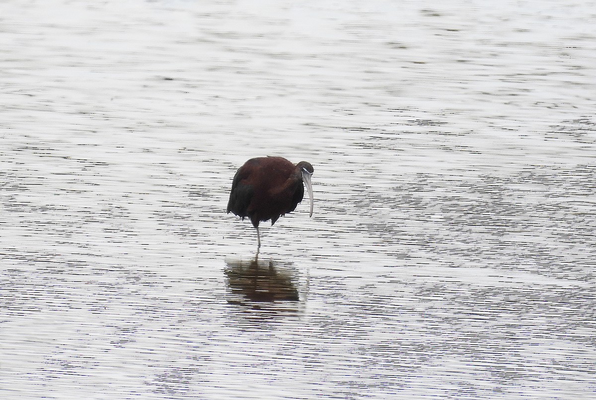 Glossy Ibis - ML620882706