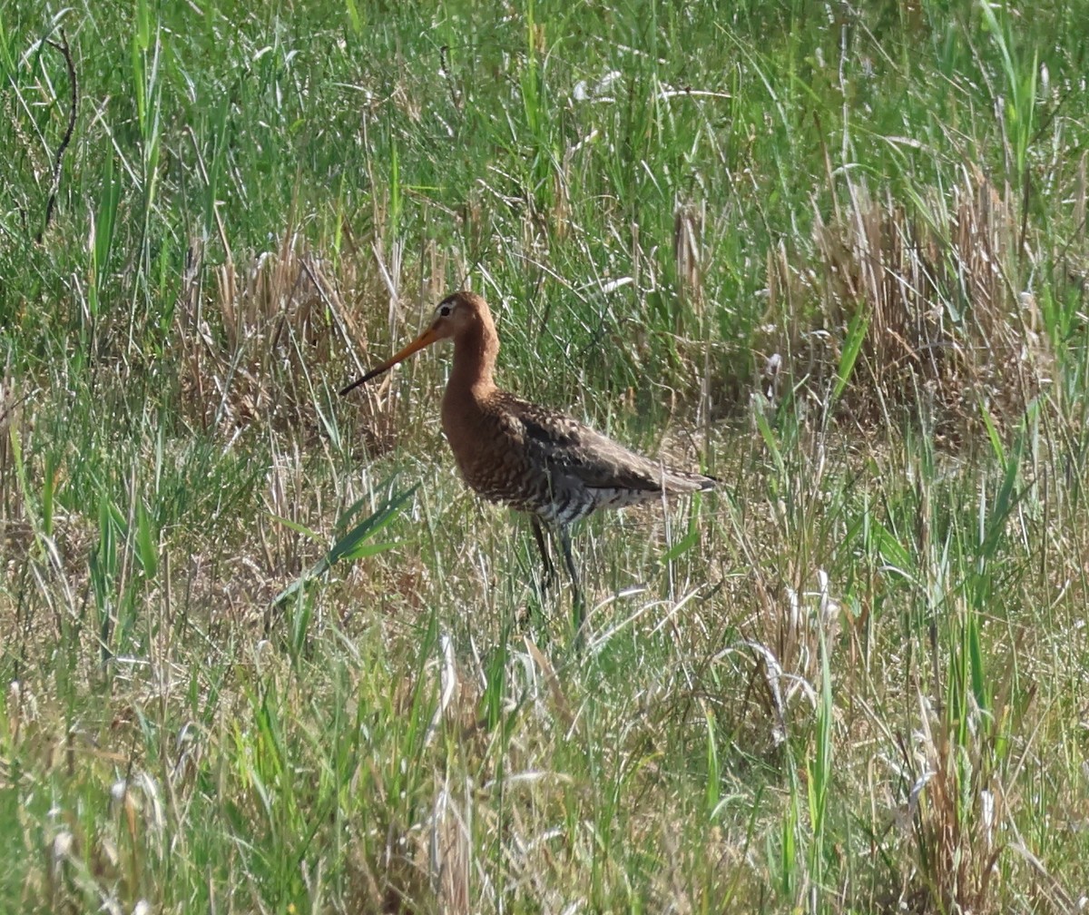 Black-tailed Godwit - ML620882707