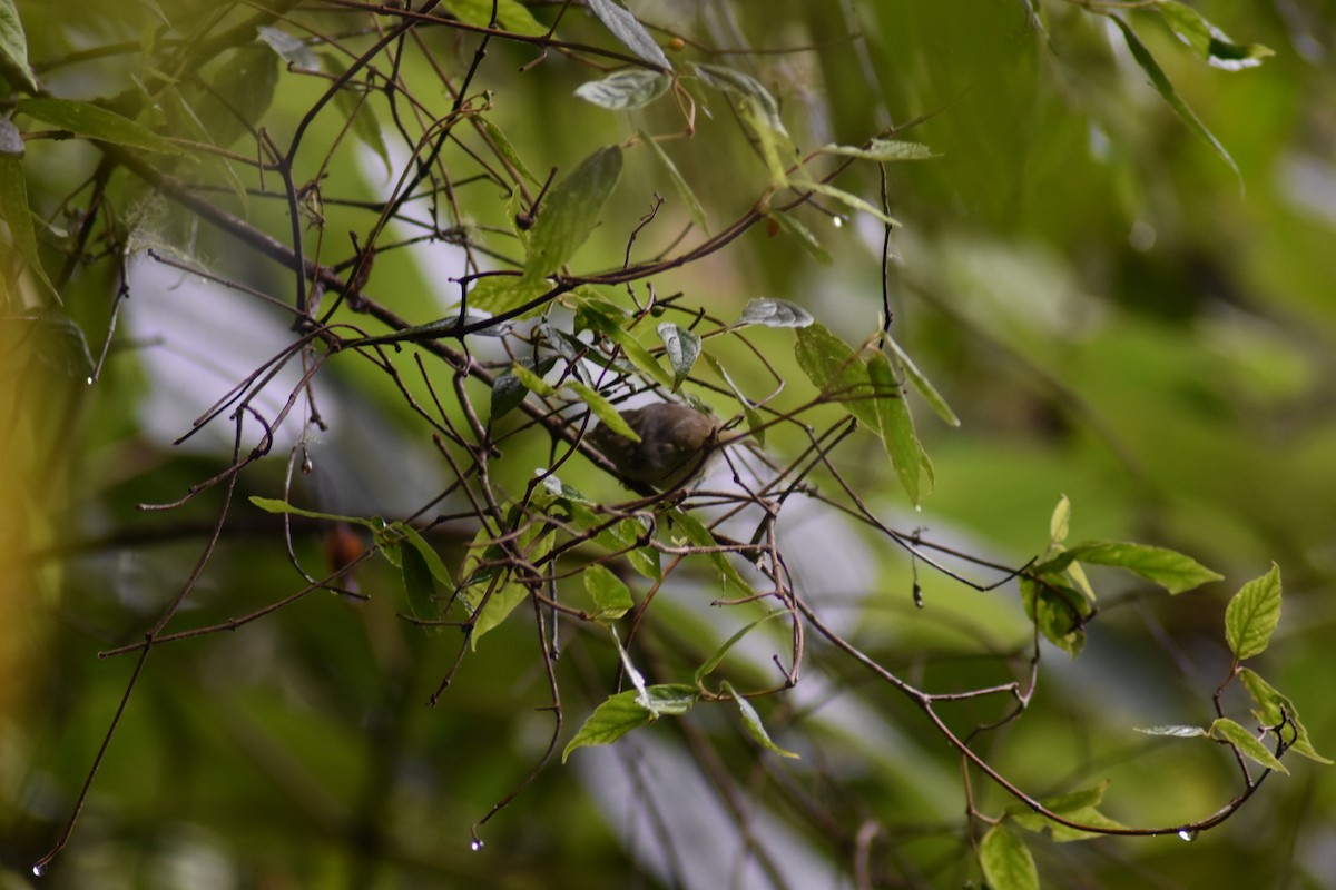 Mosquitero Tribandeado (grupo nigrorum) - ML620882710