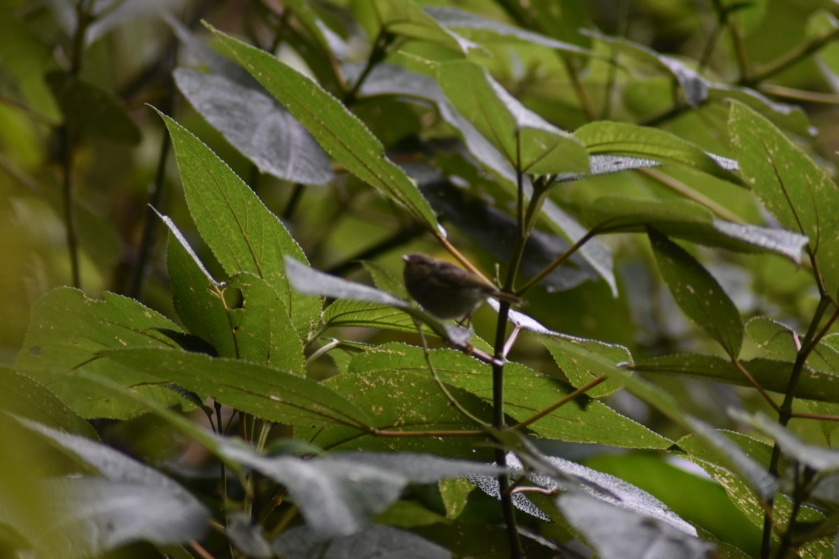 Negros Leaf Warbler - ML620882711