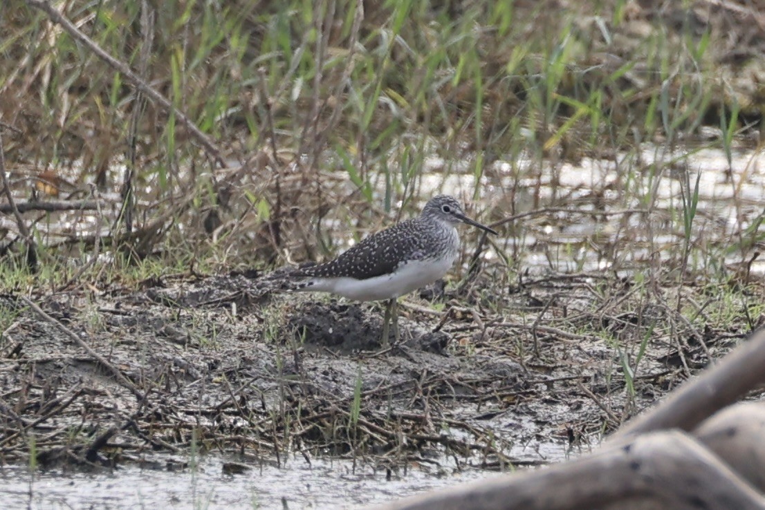 Green Sandpiper - ML620882717